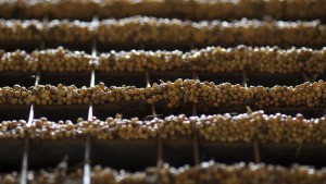 Importação chinesa de soja cai 10,6% em novembro e a de milho diminuiu 35,7%