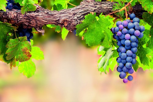 Vinho brasileiro espera safra histórica