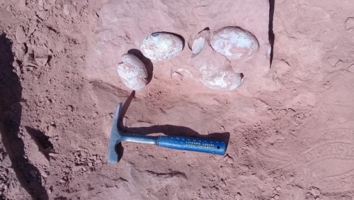 Ninhada de ovos de dinossauro é descoberta no interior paulista