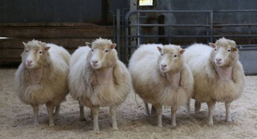 Comissão aprova projeto que regulamenta a clonagem de animais