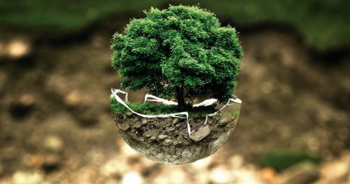 Plataforma ajuda exportação de produtos da flora e fauna brasileira
