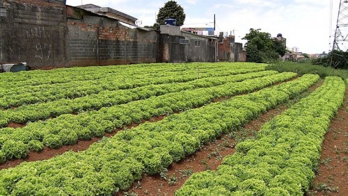 Hortas comunitárias resistem à urbanização em São Paulo