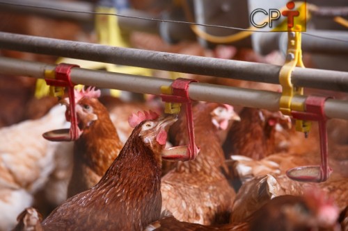 Carne de frango: volume exportado em 2021 atingiu novo recorde