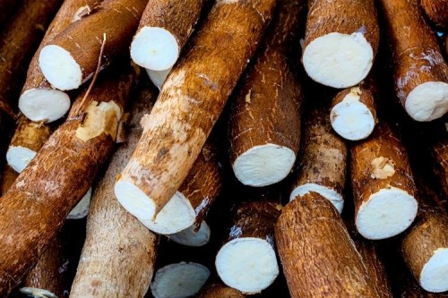 ‘Queridinha’ em MS, mandioca é versátil nas receitas e 100% aproveitada