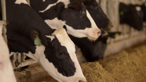 Saúde animal/EUA: lucro da Phibro aumenta 36,7% no 2º trimestre fiscal