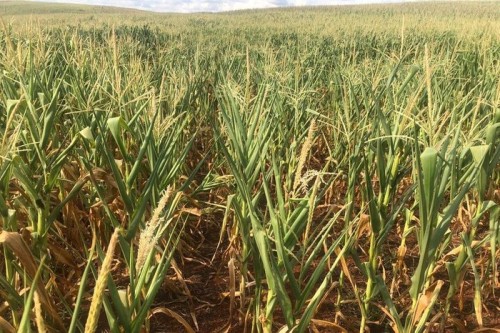 Seca vai se expandir no Brasil