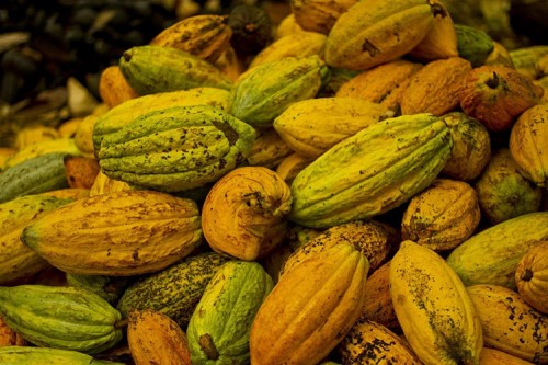Moagem de cacau tem alta de 19,26% em janeiro