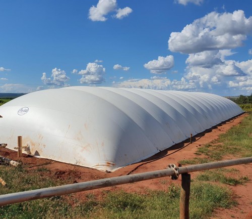 Rumo ao Carbono Neutro: granjas sustentáveis de suínos em MS transformam dejetos em energia