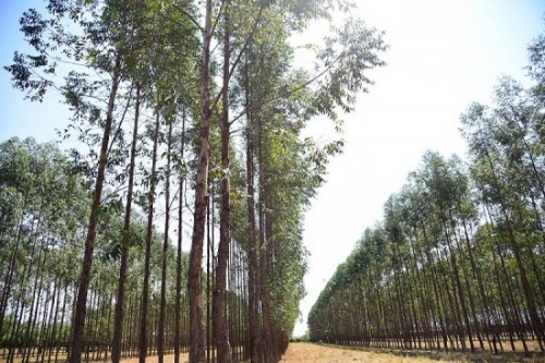 MS: Exportações de Produtos Florestais somaram US$ 1,5 bilhão em 2021