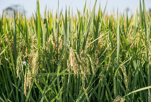 Cenários da economia brasileira para 2022 serão tema de painel na Abertura da Colheita do Arroz