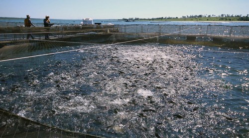 PROPEIXE: meta do Governo é elevar produção de peixes de MS, de 36,4 mil toneladas para 55 mil toneladas