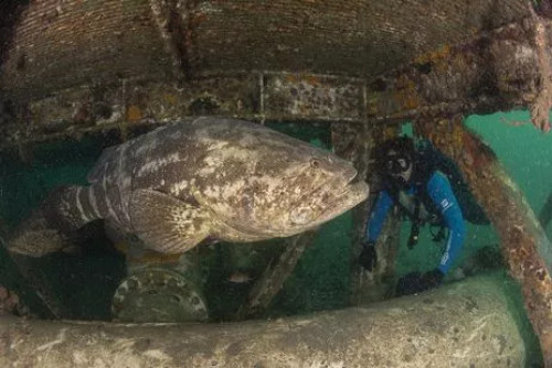 Agrupamento de peixe raro na costa do Brasil é encontrado, em SC