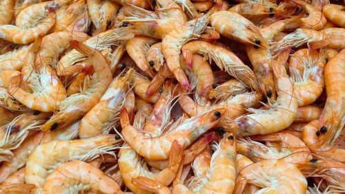 PF faz ação para reprimir pesca ilegal de camarão no Rio de Janeiro