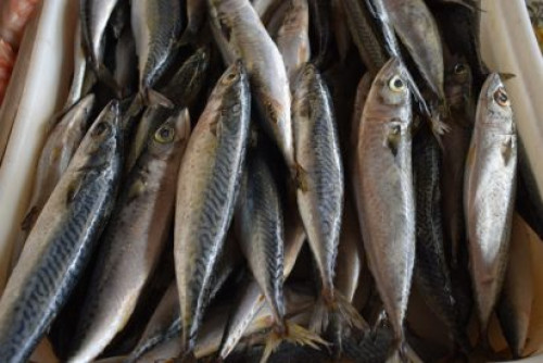 PF e ICMBio apreendem 30 toneladas de pesca irregular no Rio