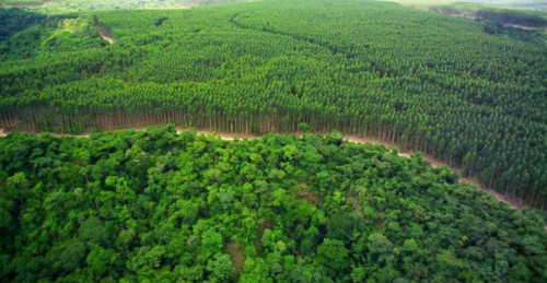 CBIOS: emissão atinge 48,95% da meta anual de 2022