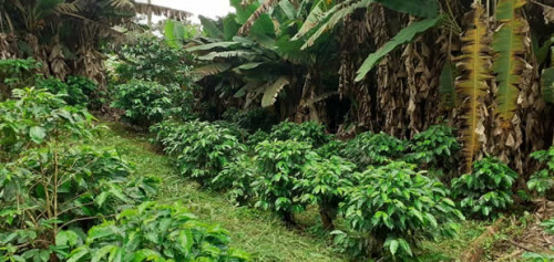 Agricultura regenerativa: o futuro mais sustentável