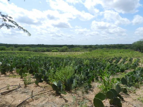 Tecnologias auxiliam agricultor do AgroNordeste a produzir mais e com sustentabilidade