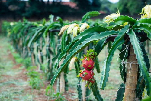 Fruticultores atendidos pelo Senar/MS aumentam em 27% a produção de pitaia