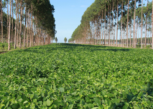Decreto sobre mercado de carbono é positivo para o agro, avalia CNA