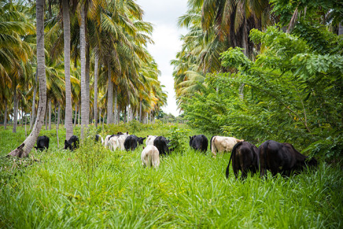 O protagonismo da agronomia sergipana