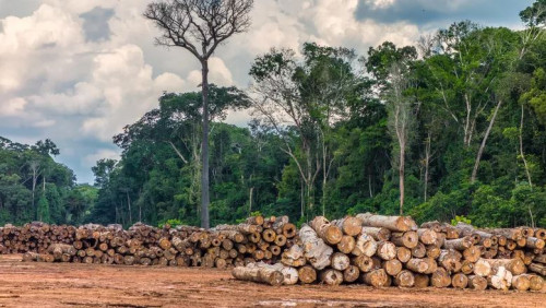 PF combate extração ilegal de madeira em terra indígena