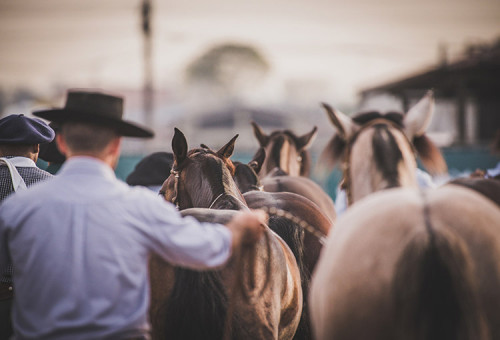 Nacional da Morfologia abre programação do Cavalo Crioulo na Expointer