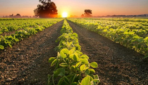 Brasil eleva produtividade e reduz impacto ambiental no agronegócio