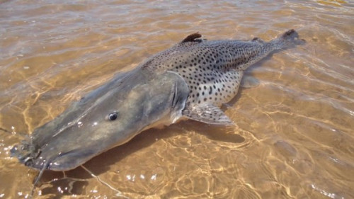 Pesca do pintado será proibida a partir de dezembro em todo o Brasil