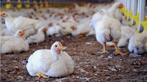 Frango: exportações do Brasil devem aumentar 11% em 2022