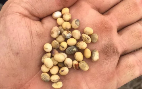 Ministros de Agricultura das Américas reúnem-se para discutir clima