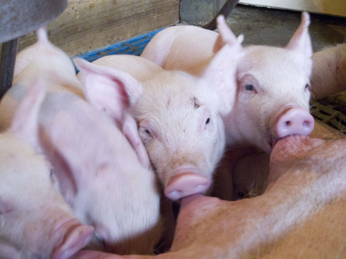 Nutrição equilibrada e boa genética pautam o sucesso na produção de suínos