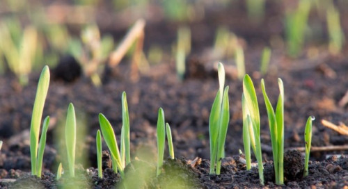 Alta na procura por nutrição vegetal favorece crescimento da Satis acima dos 30%
