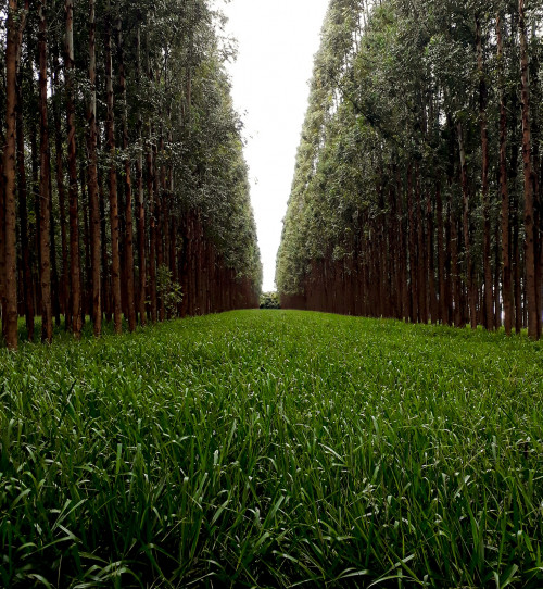 Intensificação sustentável da agricultura e pecuária gera oportunidade aos produtores