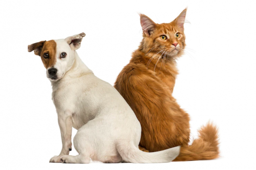Biogénesis Bagó adquire laboratório focado em animais de companhia