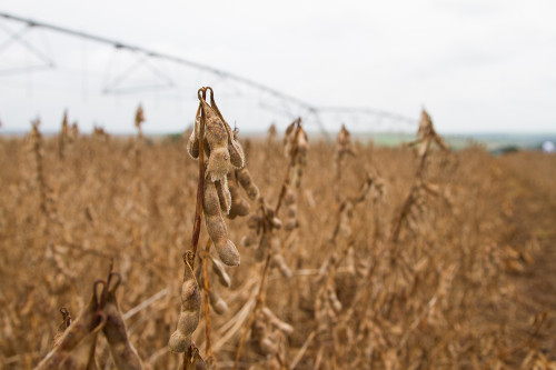 Empresa fortalece linha de fertilizantes com sete novas formulações para as principais culturas agrícolas