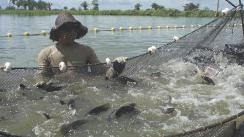 Agronorte levou à Pecnordeste 2024 aplicações tecnológicas que fortalecem a produção de peixes