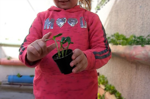 Projeto do Colégio de Aplicação da UFSCar envolve crianças na prática de compostagem