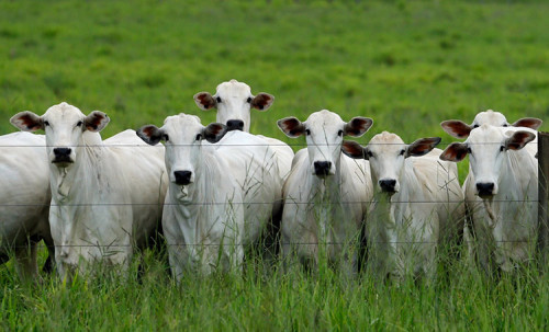 São Paulo aprova fundo para fortalecer sanidade animal
