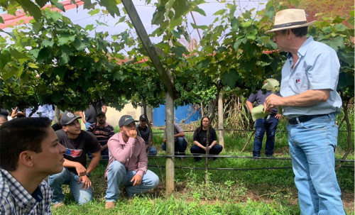 Niágara Rosada: Apta Regional apresenta pesquisas sobre videira para estudantes de universidade