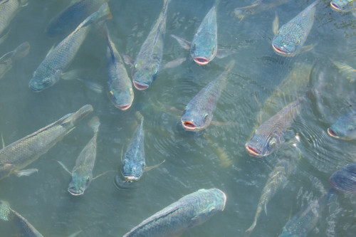 Projeto de lei no Senado pede separação da aquicultura da pesca