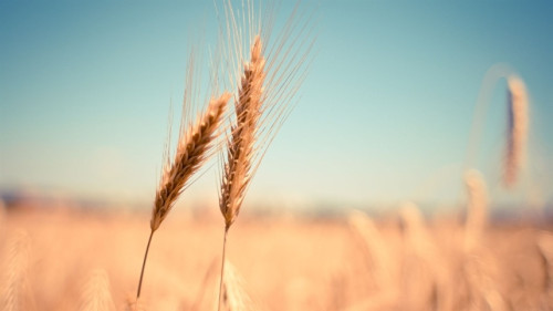 Estudo avalia agrominerais silicáticos no trigo