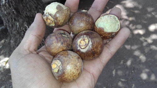 Macaúba: o futuro sustentável do biodiesel brasileiro
