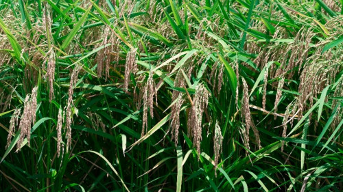 Tecnologia que revoluciona a agricultura no Japão
