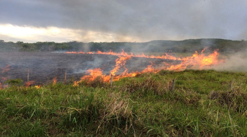 Governo vai simplificar licenciamento para queima controlada visando fortalecer ações de prevenção a incêndios florestais