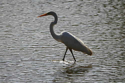 Desassoreamento do lago do Parque das Nações Indígenas avança e traz vida de volta