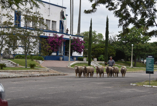 Agrovino celebra vendas de mais de R$ 1,2 milhão e a participação recorde de 480 animais