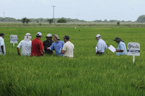 Multinacional americana especialista em híbridos de arroz comemora 25 anos de atuação no Brasil