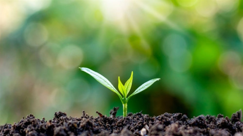 Você conhece o Sistema Agroflorestal Indígena?