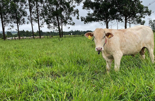 Embrapa lidera projeto para recuperação de 160 milhões de hectares de pastagens