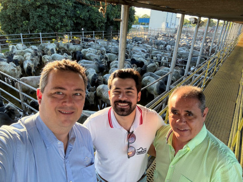 Conheça os vencedores da primeira etapa no Brasil do Circuito Nelore de Qualidade 2025, em Araguaína (TO)